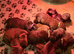 Cane Corso x Dogue de Bordeaux stunning litter of 9
