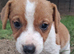 Jack russles puppies Loving for ever Home