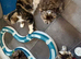 Beautifull kittens