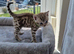 Snow sepia bengal female kitten