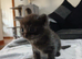 British Shorthair X