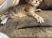 Mainecoon kitten
