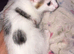 Last kitten Maine coon X Russian