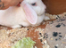 Lop cross dwarf