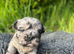 French bulldog puppies