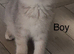 Adorable fur babies