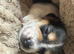 Gorgeous Jack Russell Puppies