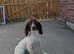 KC Reg English springer spaniels 2 left Ready to leave