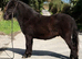 Registered mini gelding