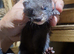 Ferret kits available