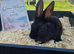 Beautiful Mini Rex Baby Bunnies – 4 Stunning Babies – Ready 1st August