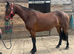 Registered Connemara 3 year old