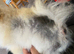 Addressing coat and skin issues across all dog breeds&mdash;particularly coat problems in Pomeranians&mdash;with a 100% effective treatment rate. in Milton Keynes