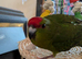 Kakarik baby boy for sale
