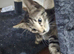 Mixed bengal kitten