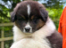 Australian Shepherd Black Tri Puppies