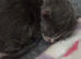 Mink ragdoll kittens born on the 10/07/26