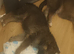 German shepherd x female pup