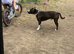 Beautiful staffie boy