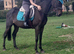 !16.2hh safe hack Irish national hunt!