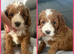 toy cavapoos!!! 1 boy left!! 1 girl left!!