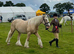 Palomino pedigree Irish cob 15.1hh