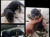 Maltipoo f1b, 2 boys 5 girls, £1500/£1600