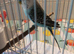 BABY C unsual markings and look sky blue and large white face covering and black wing markings BOY