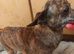 Rare brindle female smoothcoat adult