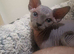 canadian sphynx