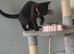 Sophie female black cat