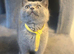 Stunning British shorthair kittens