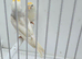 BEAUTIFUL PROVEN PAIR REDPOLLS MUTATION COLORS