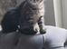 1 Kitten for sale