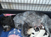 Gorgeous working cocker spaniel puppies