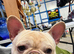 Kc registered French bulldog male
