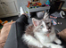 Persian cross British blue