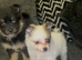 Pomeranian puppy&rsquo;s