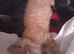 ginger female