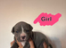 Cane corso x puppies