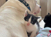 2 beautiful kittens looking for their new