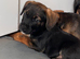 Border x Patterdale puppies