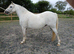 Welsh section A four year old mare