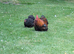Pair of Pekin Bantams