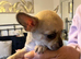 2 male chihuahua puppies