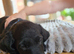 4 Gorgeous Labradoodle Girls Ready to Go!