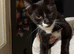 6 cats for sale