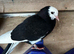 Pigeons for sale