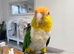 Hand tamed white bellied caique parrot