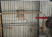 Big hut top cage black with accessories good condition